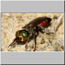 Tachysphex obscuripennis - Grabwespe m14 6-7mm Sandgrube Niedringhaussee.jpg